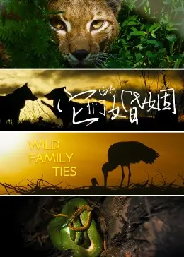 《它们的婚姻》：婚姻的真相，爱情的幻灭与救赎之路，年度情感力作！